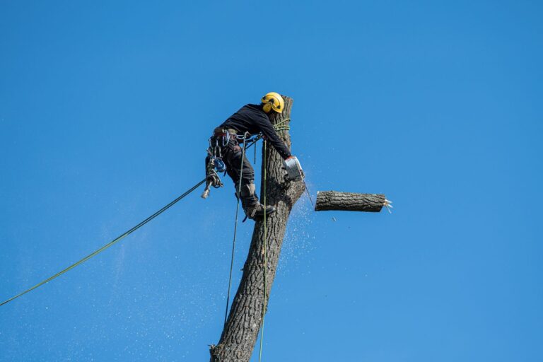 Travaux de coupe et d’entretien d’un arbre