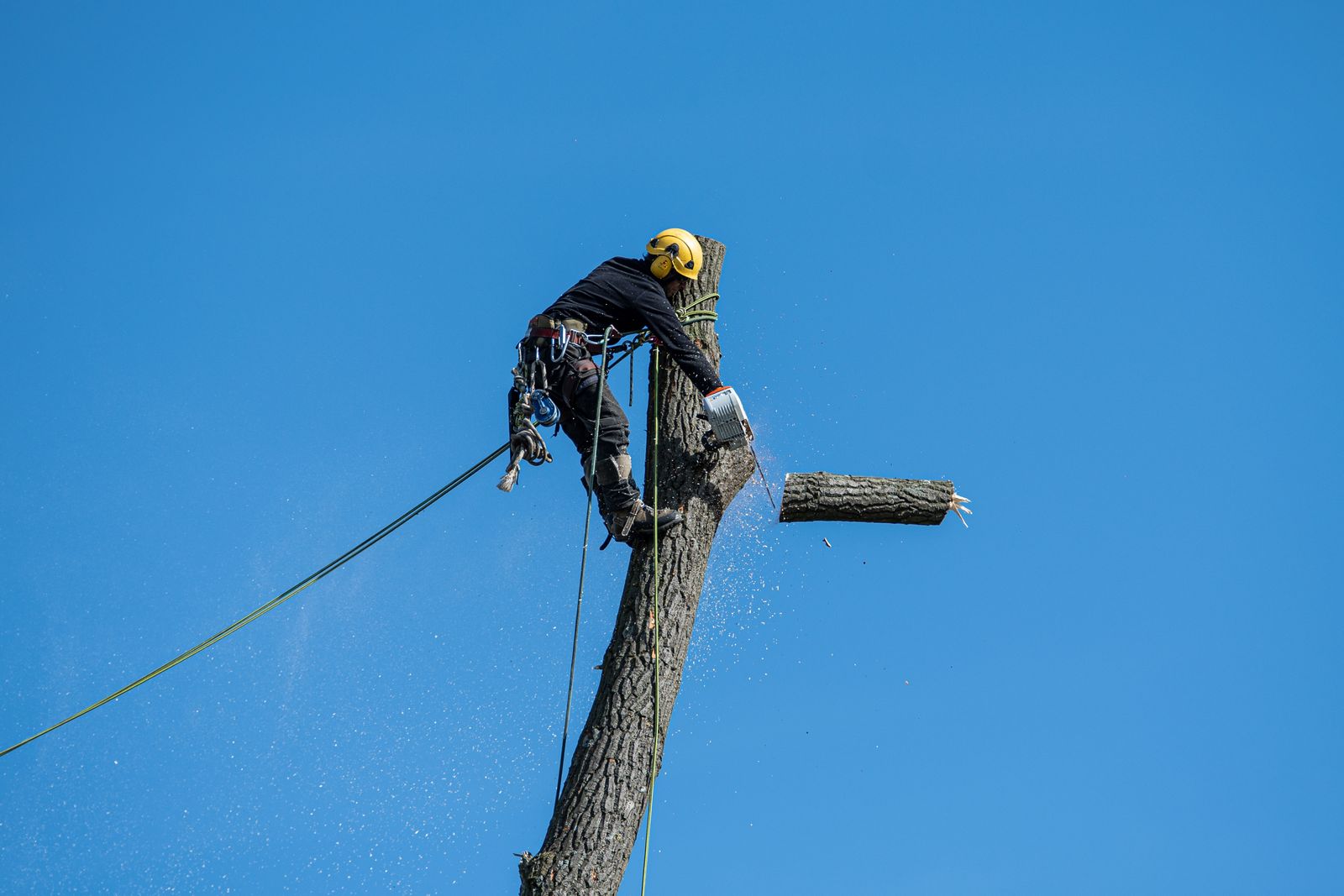 Travaux de coupe et d’entretien d’un arbre
